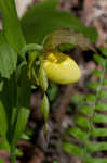 Greater yellow lady's slipper